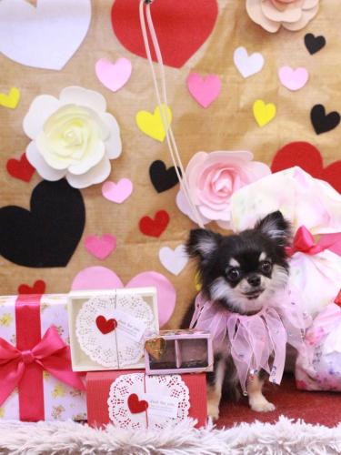 20230211プリンちゃん